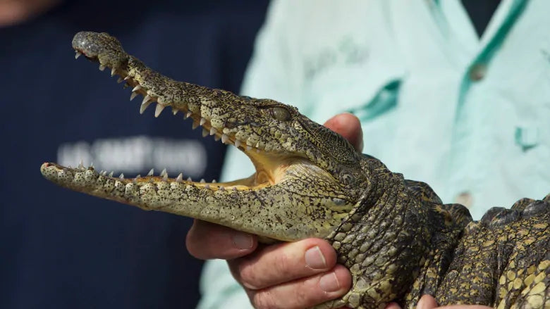 Crocodile Park in Dubai